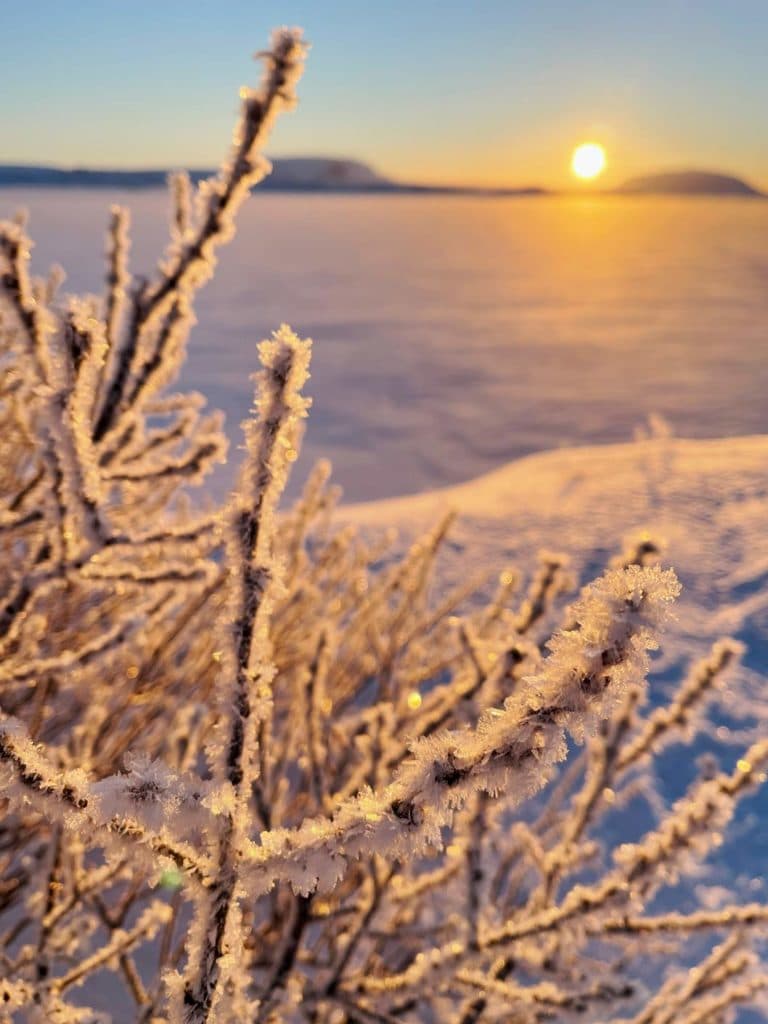 16 Nordisland Sehenswürdigkeiten, die ihr nicht verpassen dürft! vereiste-graeser-am-zugefrorenen-myvatn-see-mit-tiefstehender-sonne