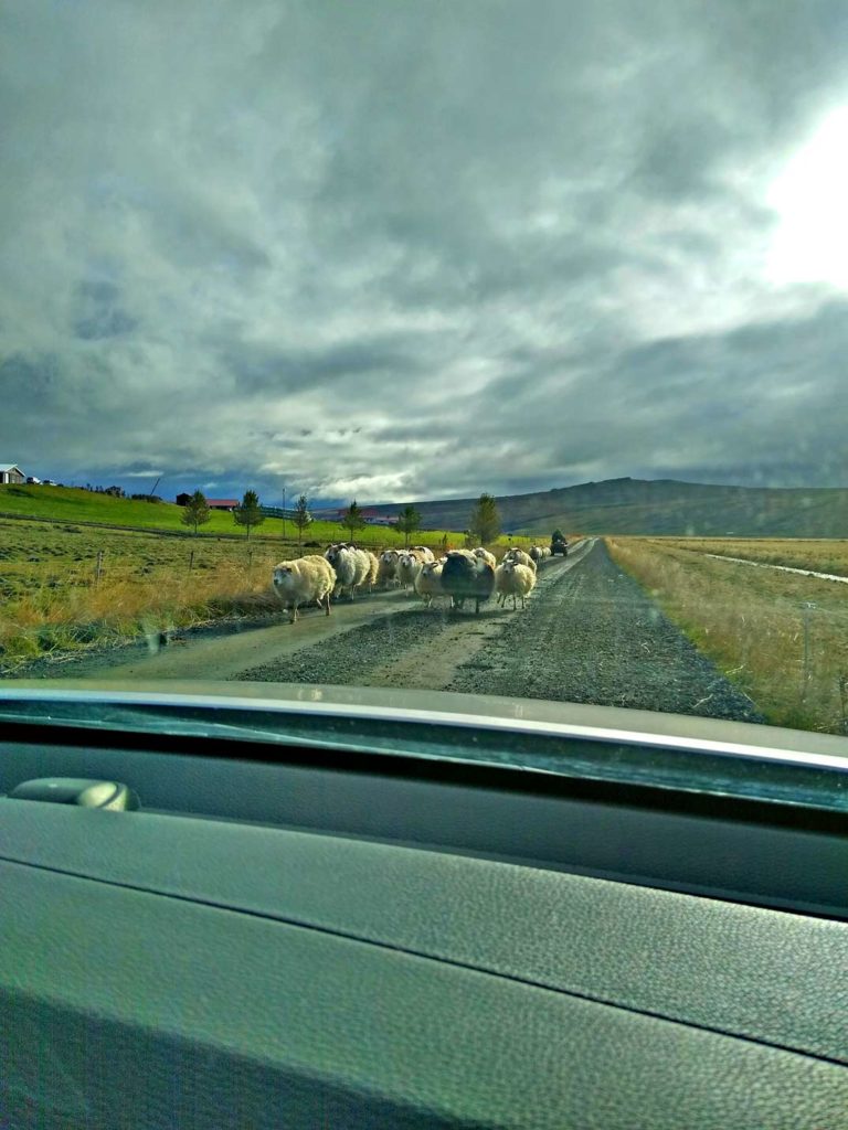 16 Nordisland Sehenswürdigkeiten, die ihr nicht verpassen dürft! schafe-auf-der-strasse-in-nordisland
