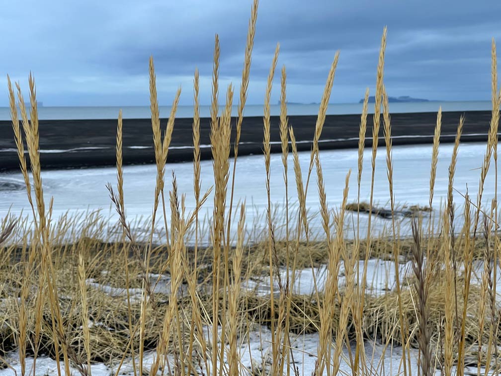 16 Nordisland Sehenswürdigkeiten, die ihr nicht verpassen dürft! blick-durch-gelbe-graeser-in-winterlicher-landschaft-auf-schwarzen-sandstrand-am-meer-in-islands-norden