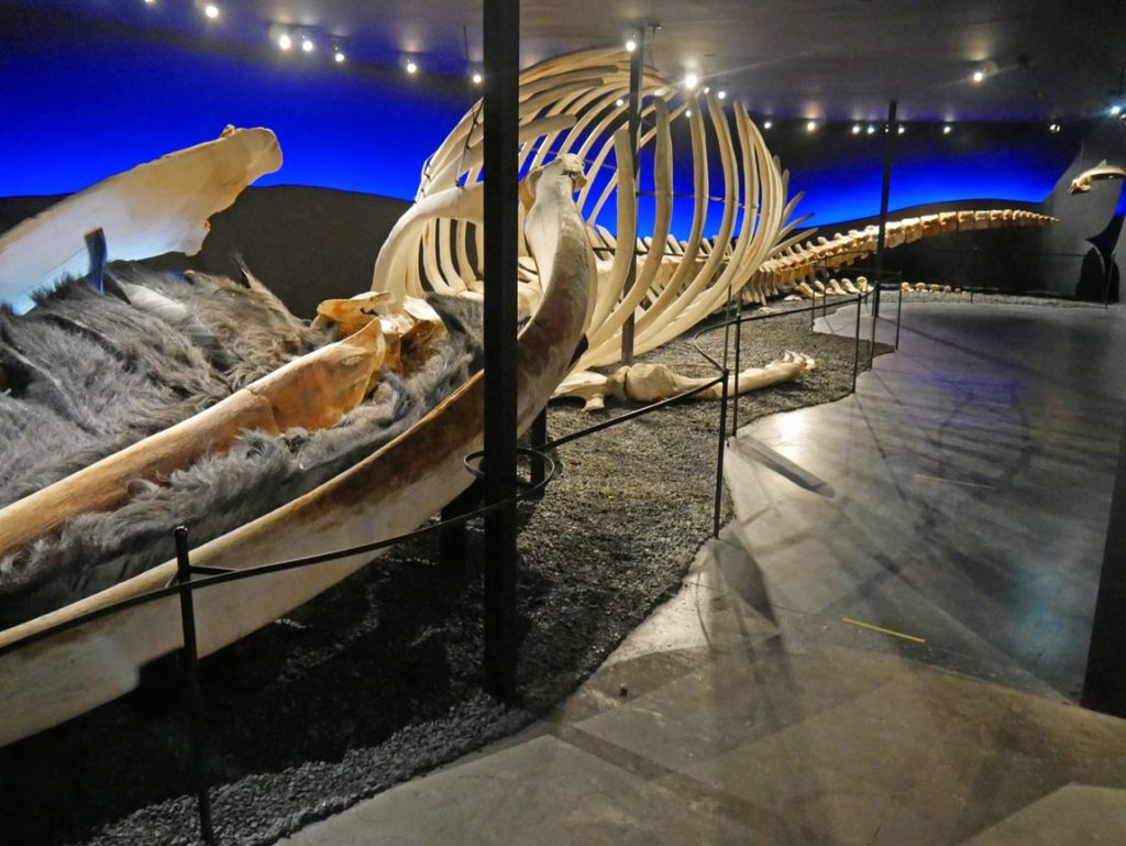 16 Nordisland Sehenswürdigkeiten, die ihr nicht verpassen dürft! grosses-walskelett-im-wal-museum-in-husavik