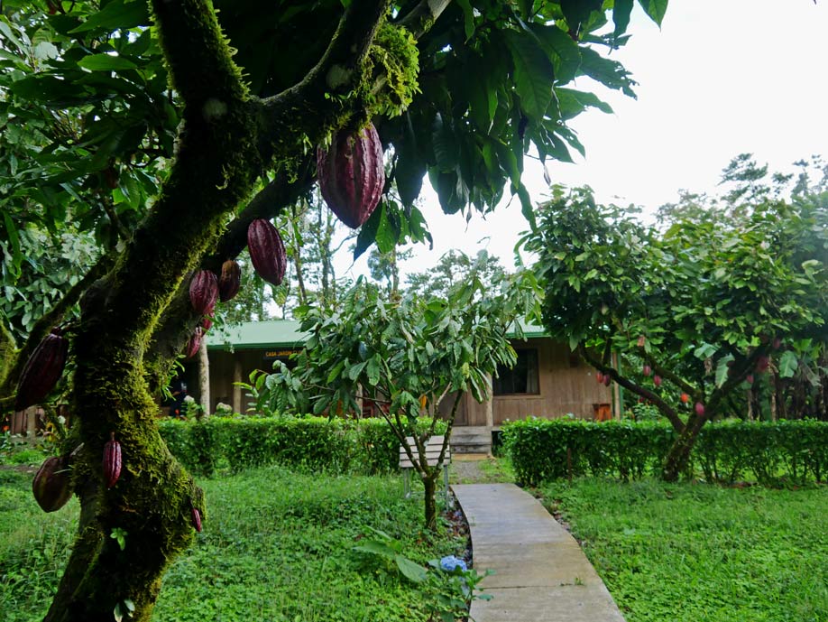 besuch-kakao-farm-costa-rica-mit-kindern