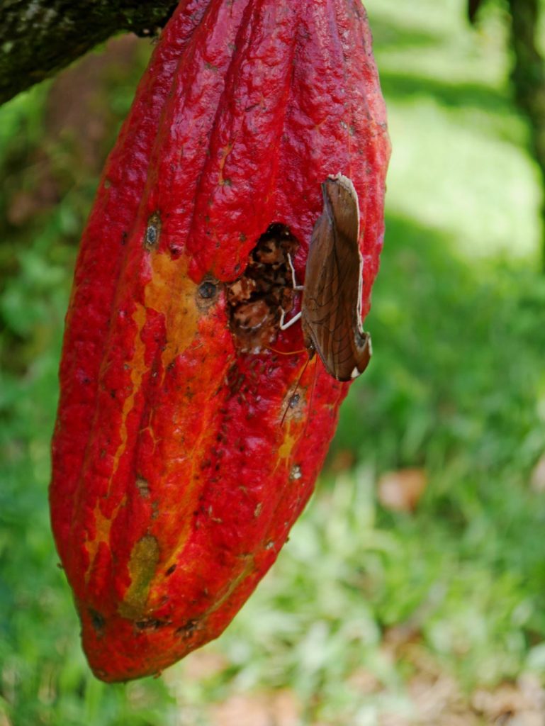 besuch-kakaofarm-costa-rica-mit-kindern
