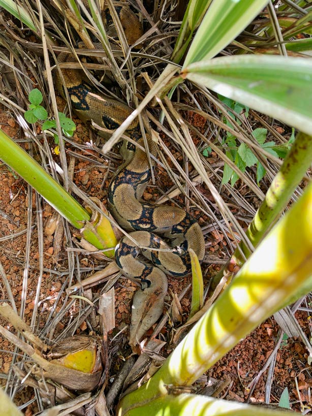 boa constrictor schlangen costa rica tipps