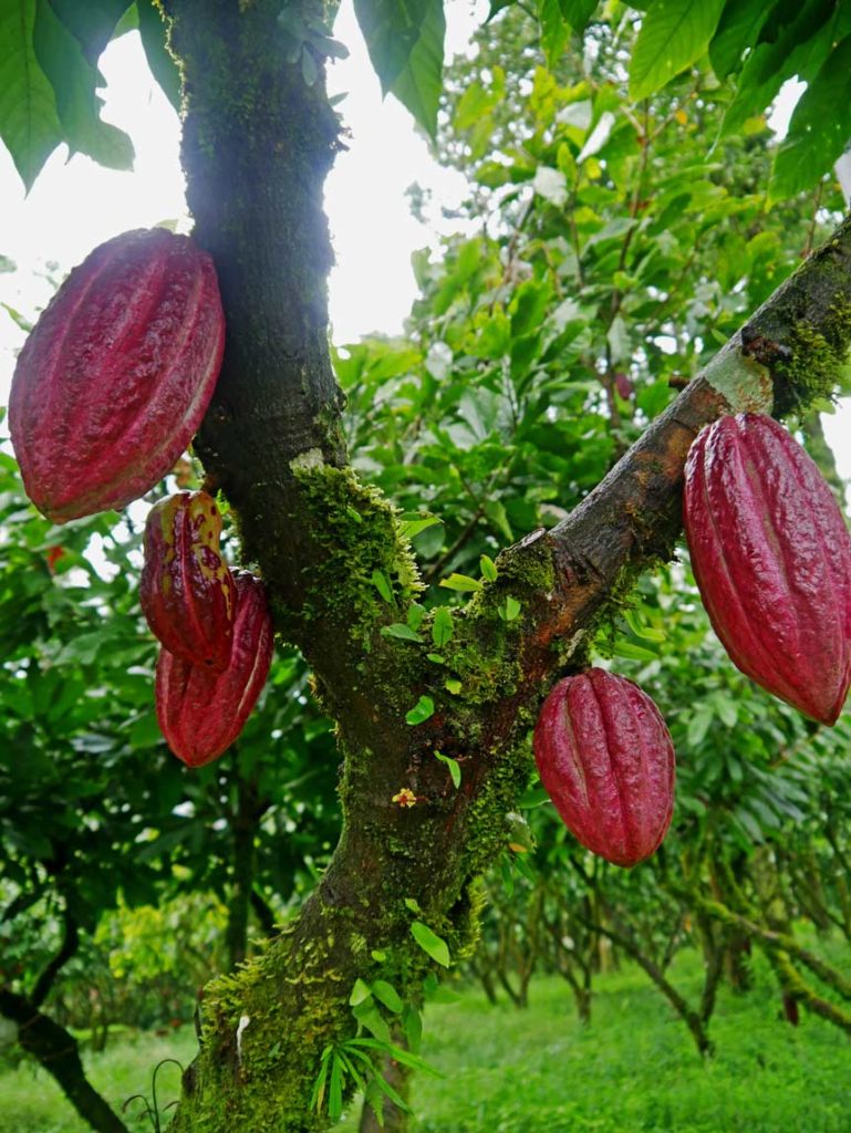 kakao-plantage-costa-rica