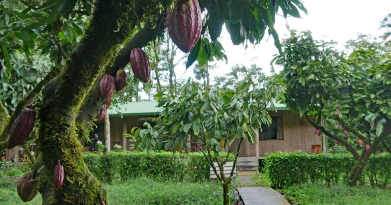 Mehr über den Artikel erfahren Kakaoplantage in Costa Rica: Übernachten auf einer Kakaofarm