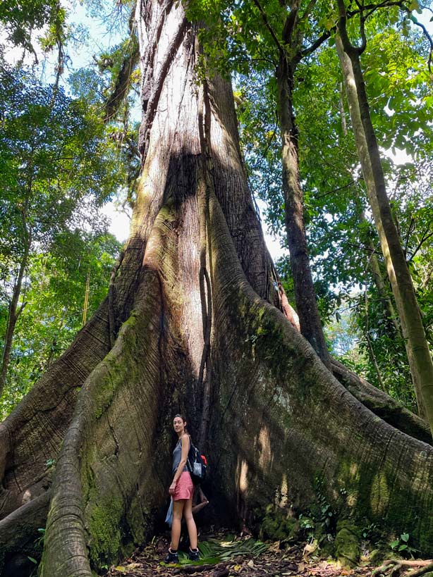 kapokbaum-ceiba-tree-nationalpark-vulkan-arenal-mit-kindern