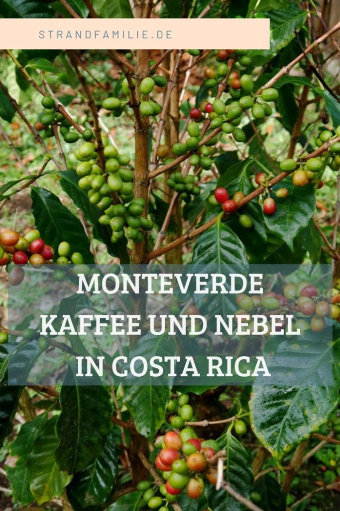 Nebelwald Monteverde - feuchte Lehrstunde in der Natur monteverde