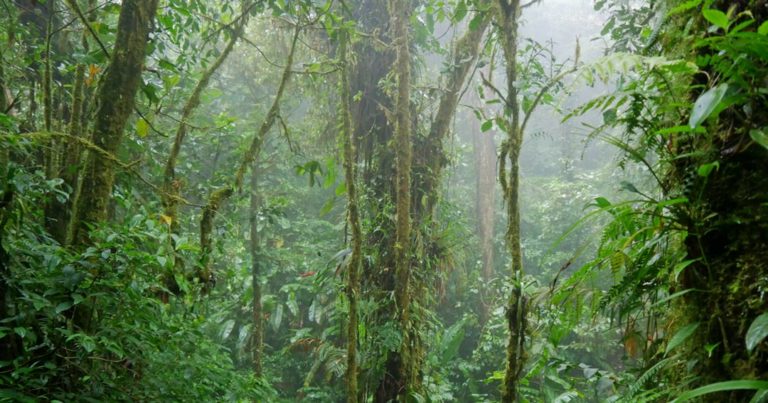 Read more about the article Nebelwald Monteverde – Ausflüge und Tipps in reichhaltiger Natur