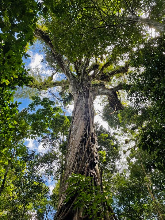 nationalpark arenal kapokbaum costa rica mit kindern