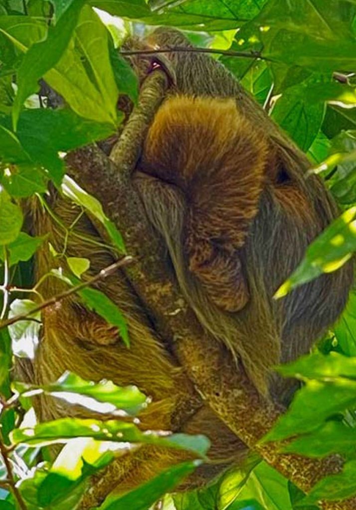 Reisetipps Costa Rica - Wissenwertes und spannende Hintergründe tipps-costa-rica-faultier