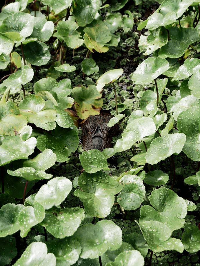 augen-eines-baby-kaiman-blicken-aus-dicht-bewachsenen-gewaesser-hervor-im-tortuguero-nationalpark