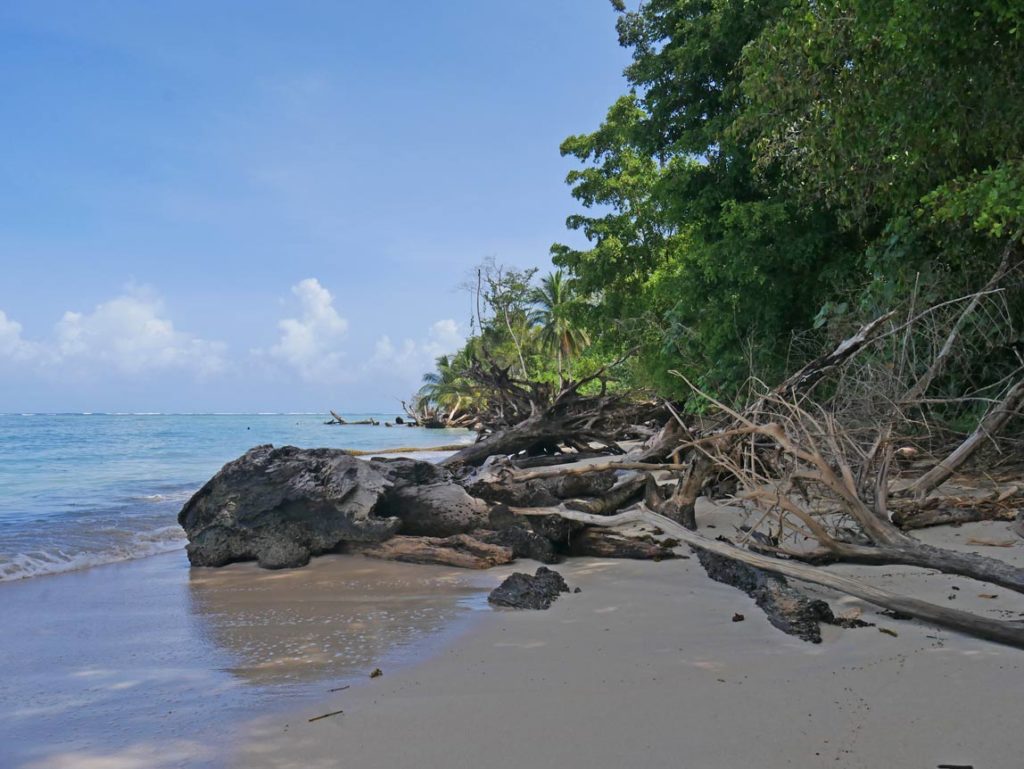 karibischer-strand-in-costa-rica-mit-Palmen-die-fast-ans-meer-reichen-und-treibgut