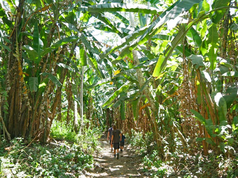 carara-nationalpark-costa-rica-pazifikkueste-sehenswuerdigkeiten