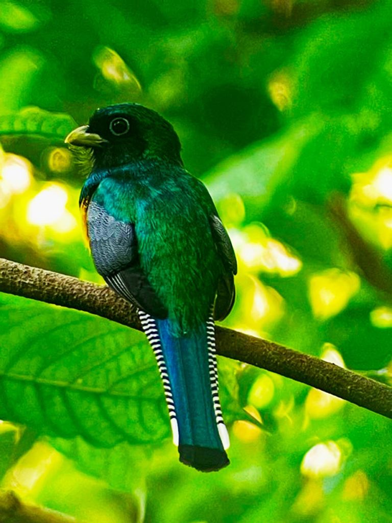 Corcovado Nationalpark - Artenvielfalt auf der Halbinsel Osa corcovado-mit-kindern