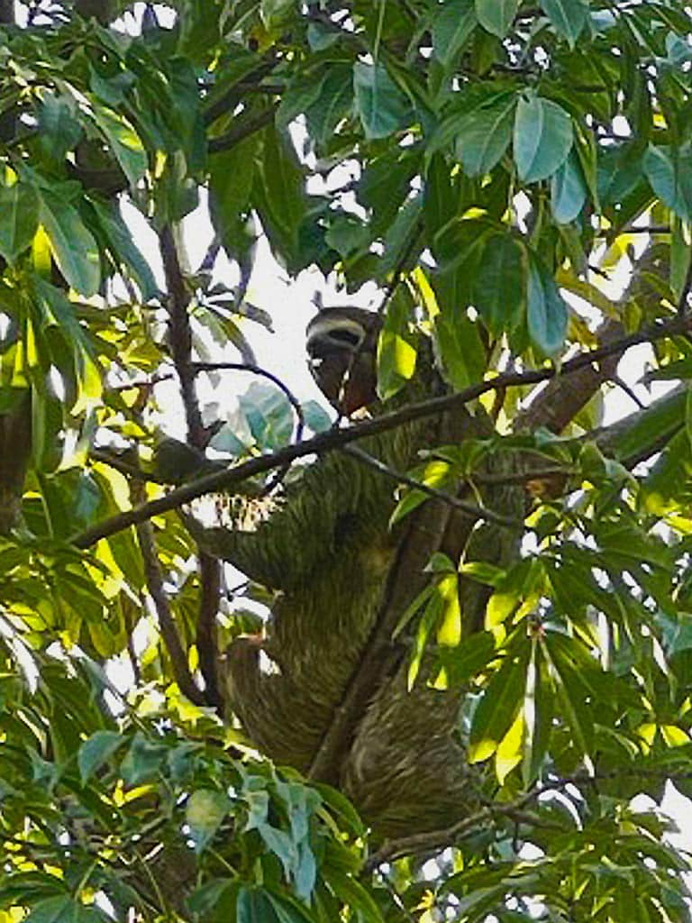 faultier costa rica manuel antonio nationalpark costa rica mit kindern