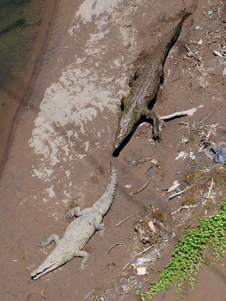 krokodilbruecke-sehenswuerdigkeiten-costa-rica-pazifikkueste