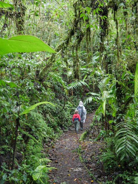 kinder-laufen-durch-nebelwald-in-costa-rica