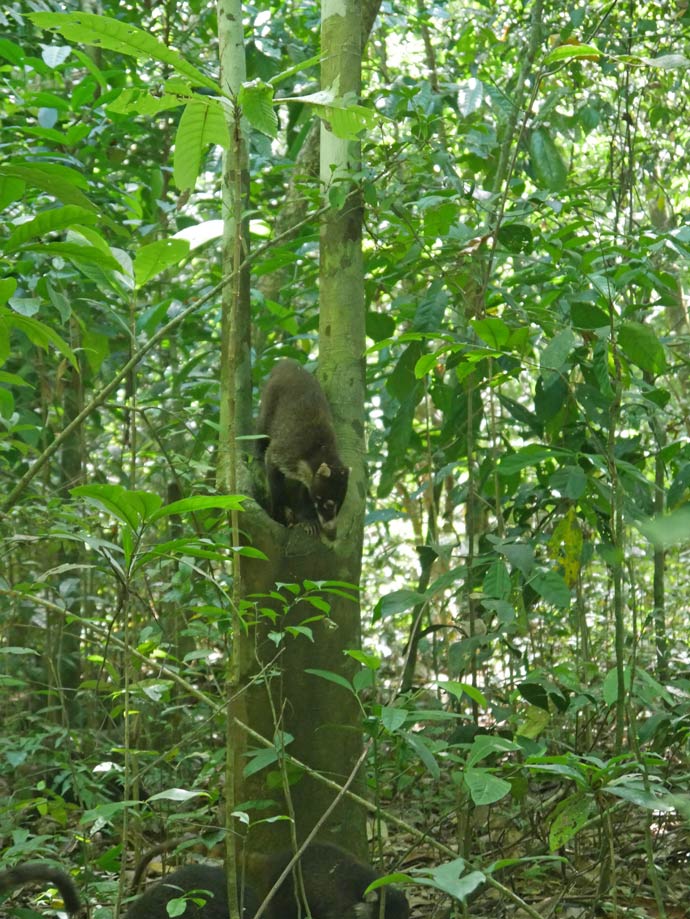 Corcovado Nationalpark - Artenvielfalt auf der Halbinsel Osa nasenbaeren-corcovado-nationalpark-mit-kindern