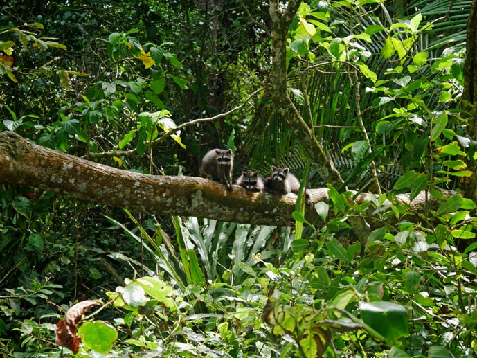 drei-waschbaeren-sitzen-nebeneinander-auf-einem-baumstamm-im-cahuita-nationalpark-in-costa-rica-karibikkueste