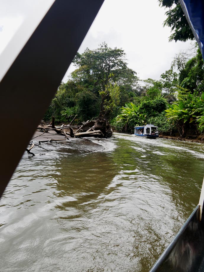 blick-aus-boot-auf-ein-anderes-blaues-boot-auf-braunen-fluss-im-tortuguero-nationalpark-costa-rica-am-ufer-dichter-dschungel