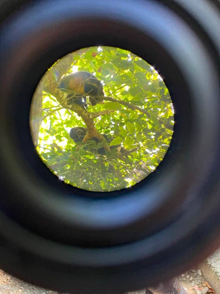 brüllaffen durch fernglas im nationalpark in costa rica
