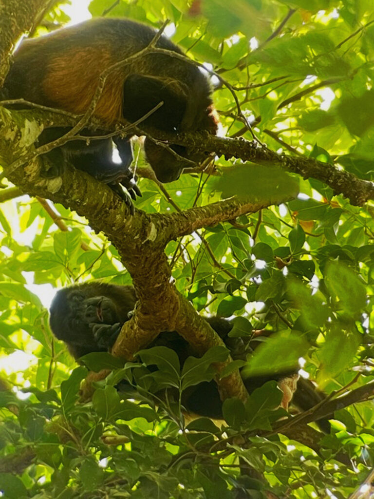 brüllaffen im manuel antonio in costa rica