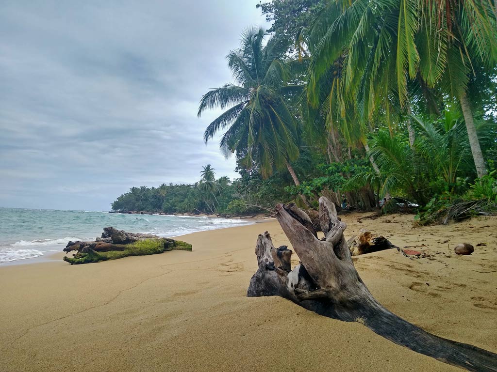 traumhafter-strand-an-der-karibikkueste-costa-rica-viele-palmen-nah-am-ufer-auf-goldenem-sand-angeschwemmter-baumstamm-liegt-im-sand