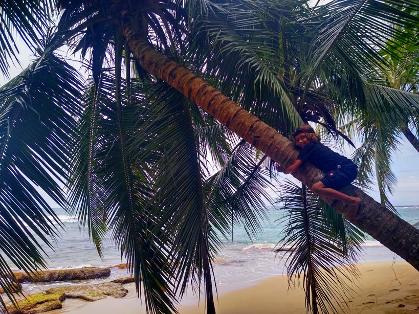 kind-klettert-auf-stark-geneigter-palme-und-umklammert-dem-stamm-im-hintergrund-tuerkises-meerwasser-der-karibik-in-costa-rica