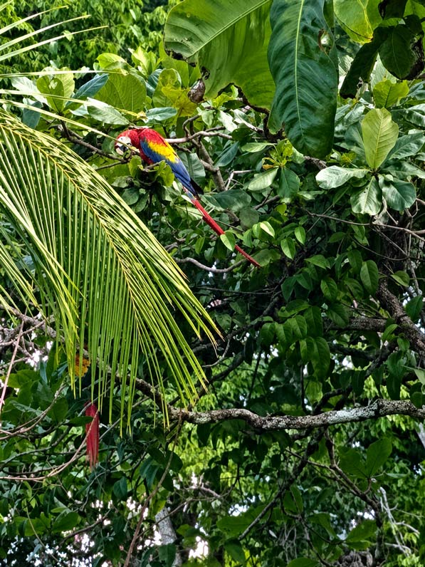 rote aras costa rica