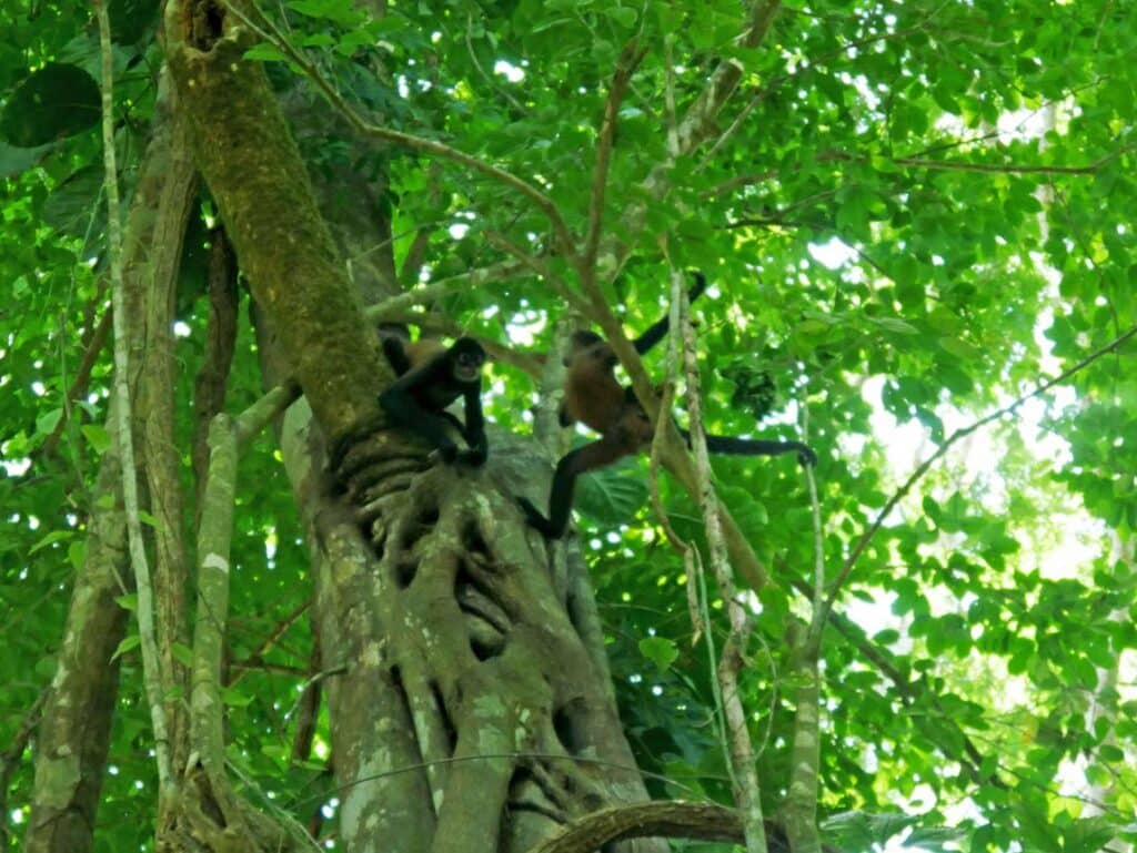 spidermonkey-carara-nationalpark-highlights-costa-rica-pazifikkueste