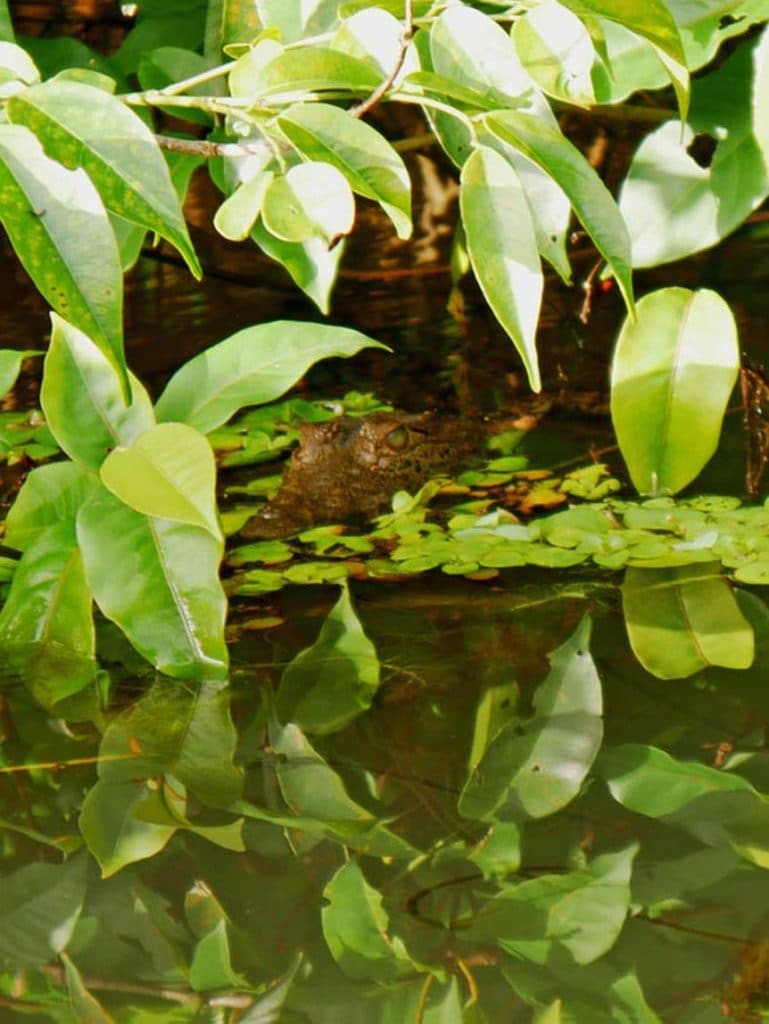 baby-krokodil-blickt-knapp-ueber-dem-wasser-hervor-umgeben-von-dichtem-gruenen-gewachs-im-tortuguero-nationalpark