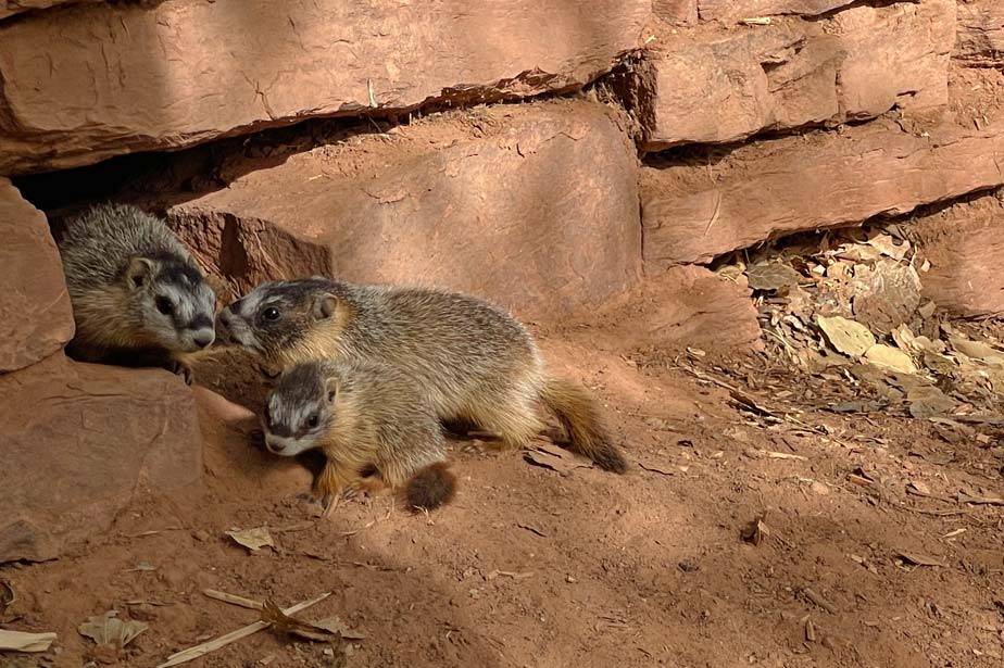 Von der Ostküste zur Westküste der USA - unsere Route quer durch die Vereinigten Staaten capitol-reef-murmeltiere-usa-reise-mit-wohnmobil