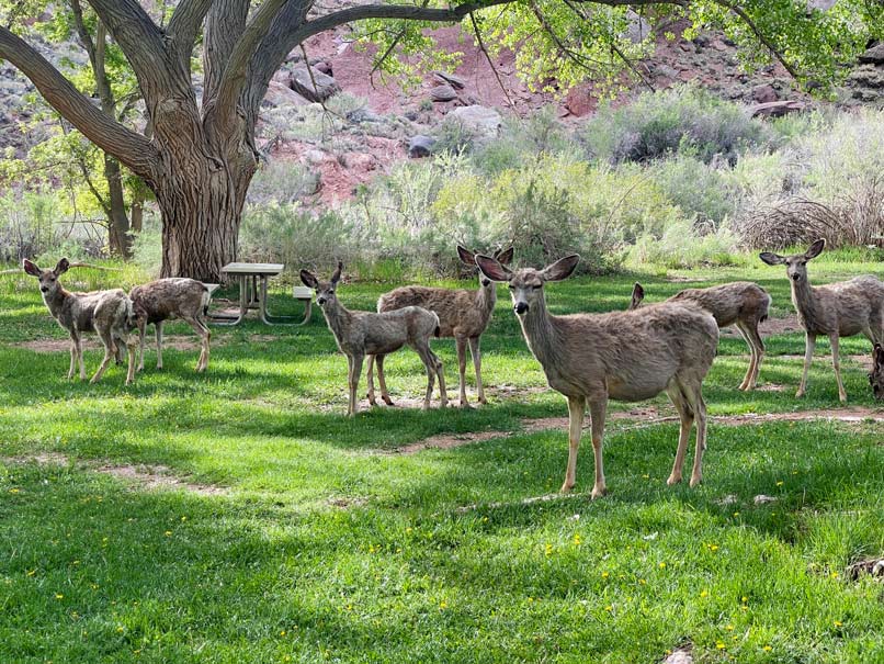 Von der Ostküste zur Westküste der USA - unsere Route quer durch die Vereinigten Staaten capitol reef nationalpark roadtrip quer durch die usa mit kindern