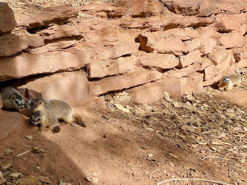 Von der Ostküste zur Westküste der USA - unsere Route quer durch die Vereinigten Staaten murmeltiere-capitol-reef-nationalpark-mit-camper-durch-die-usa