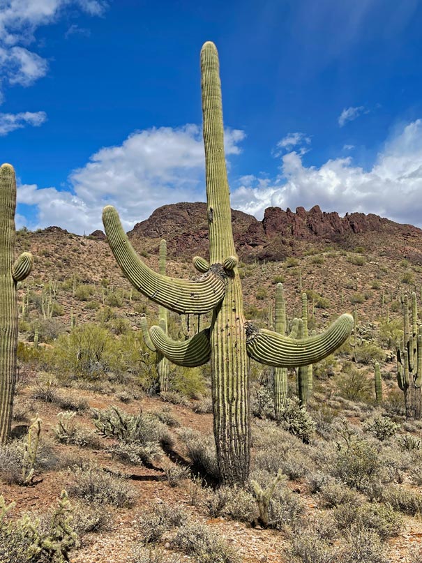 Nationalparks in den USA saguaro-arizona-reise-durch-die-usa-mit-kindern