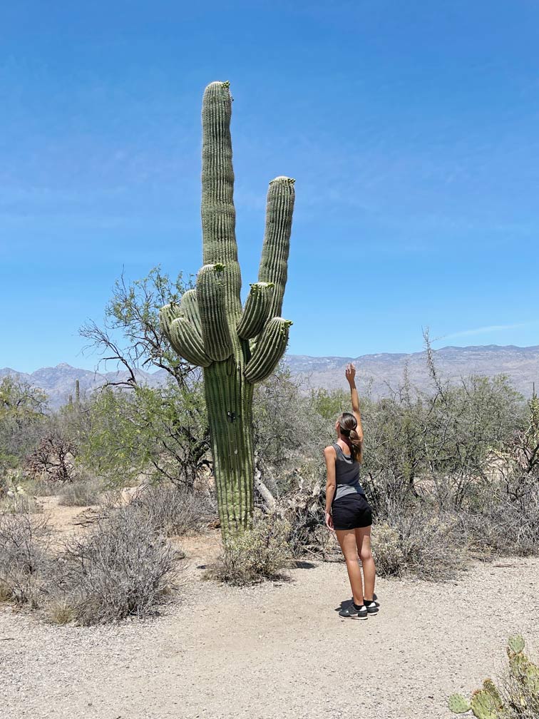 Von der Ostküste zur Westküste der USA - unsere Route quer durch die Vereinigten Staaten saguaros-arizona-mit-kindern-reise-durch-die-usa