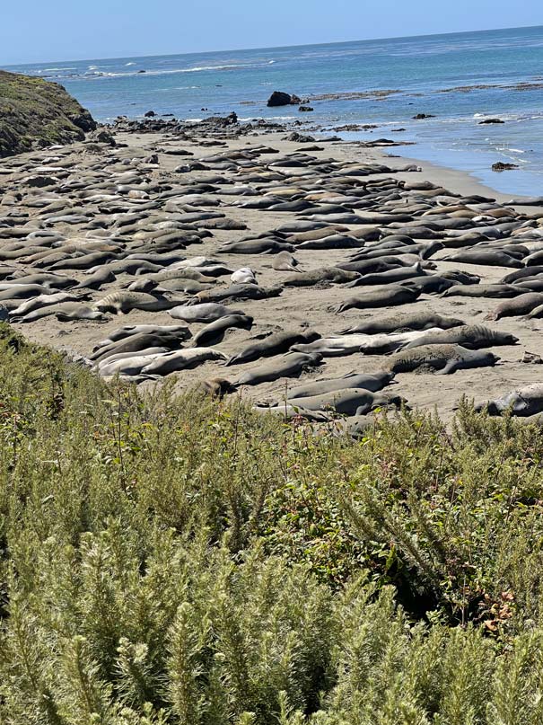 Highway 1 - Highlights auf der Traumstraße Kaliforniens see-elefanten-kalifornien-reise-durch-die-usa