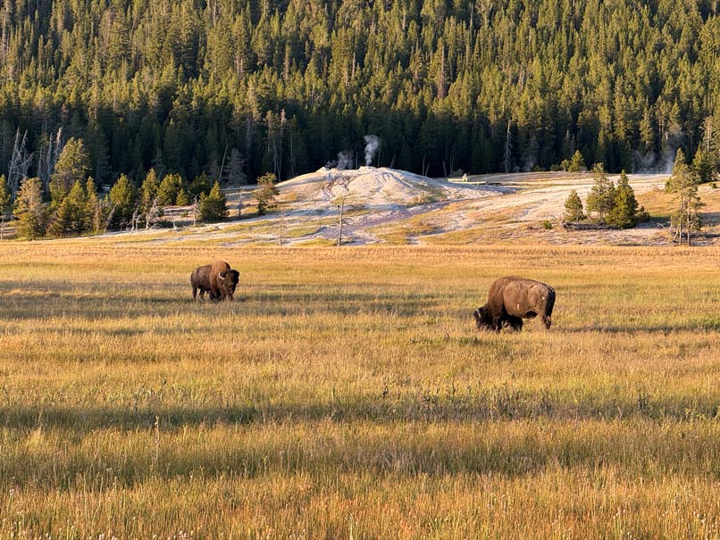 zwei bisons im geothermalen gebiet im yellowstone nationalpark