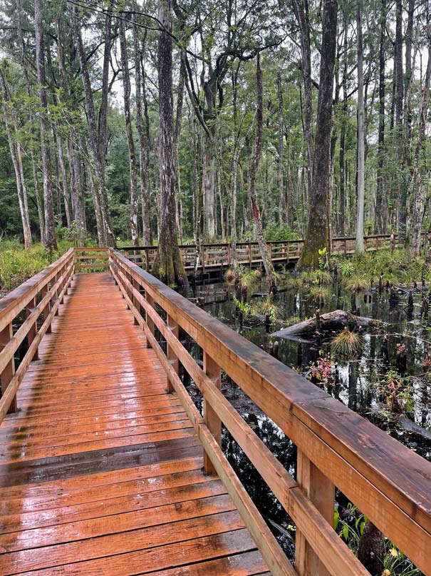 caw-caw-interpretive-center-boardwalk-durch-den-sumpf