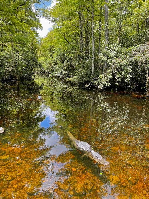 alligator-im-wasser-highlights-everglades-nationalpark