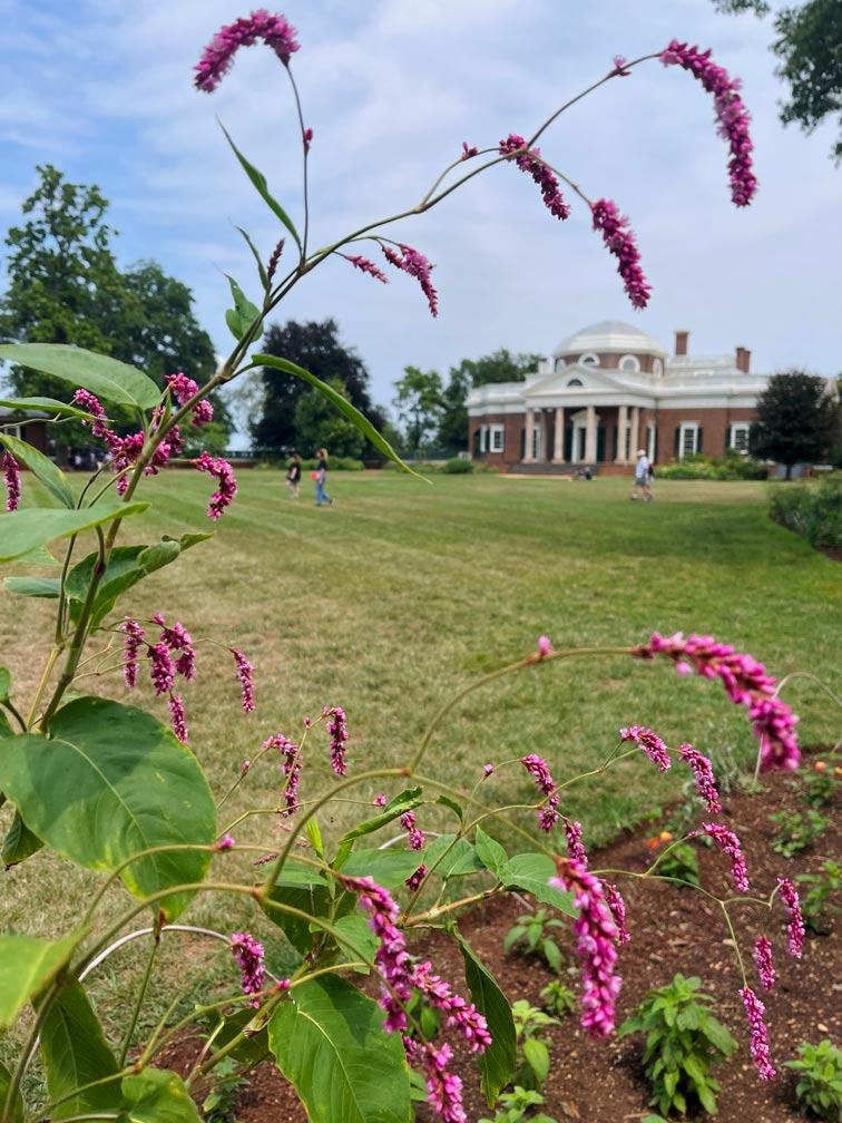 blick-durch-bluehende-blumen-auf-jeffersons-monticello-virginia-sehenswuerdigkeiten-ostkueste-usa-roadtrip-mit-kindern