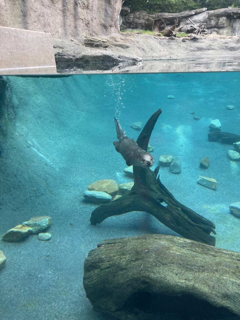 otter im zoo in den usa