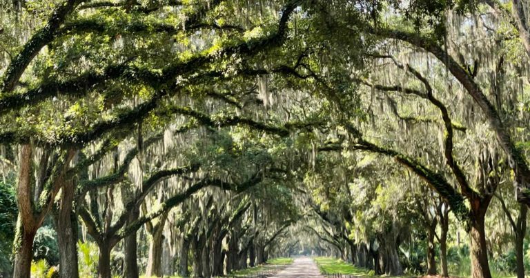 Read more about the article Sehenswürdigkeiten in Savannah – Tipps für einen kostengünstigen Besuch