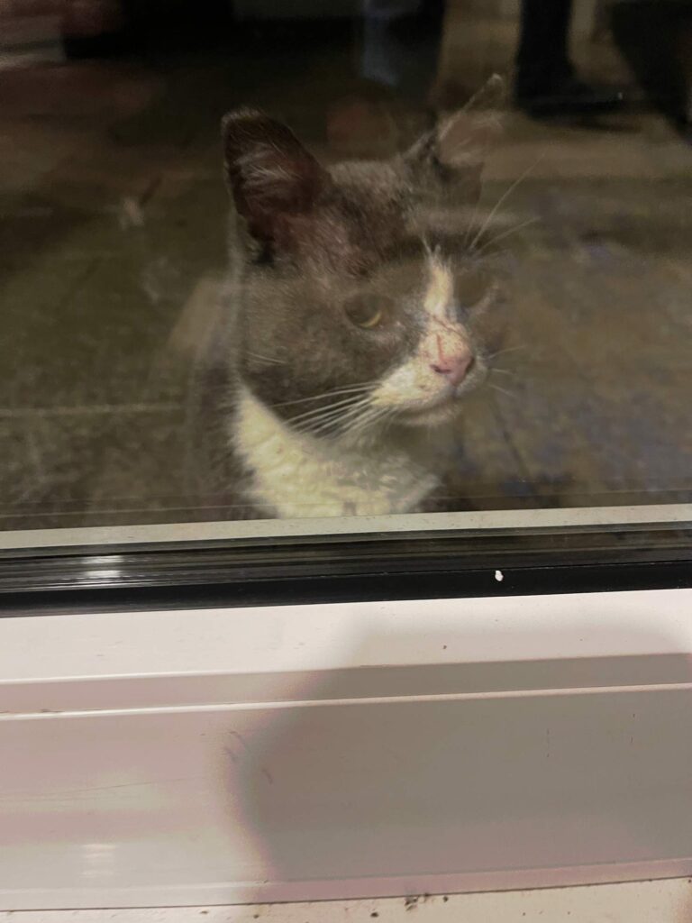 katze blickt durch balkontür in die wohnung an weihnachten auf island