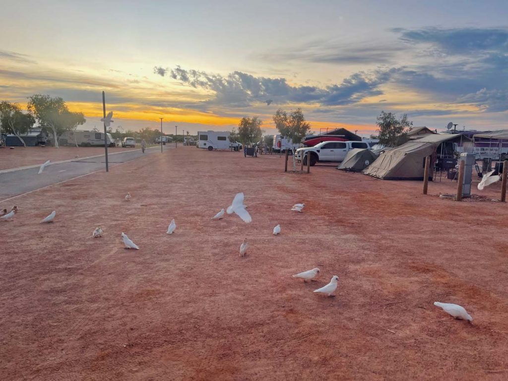 viele-weisse-kakadus-fliegen-ueber-rote-erde-auf-campingplatz-in-westaustralien-beim-sonnenuntergang