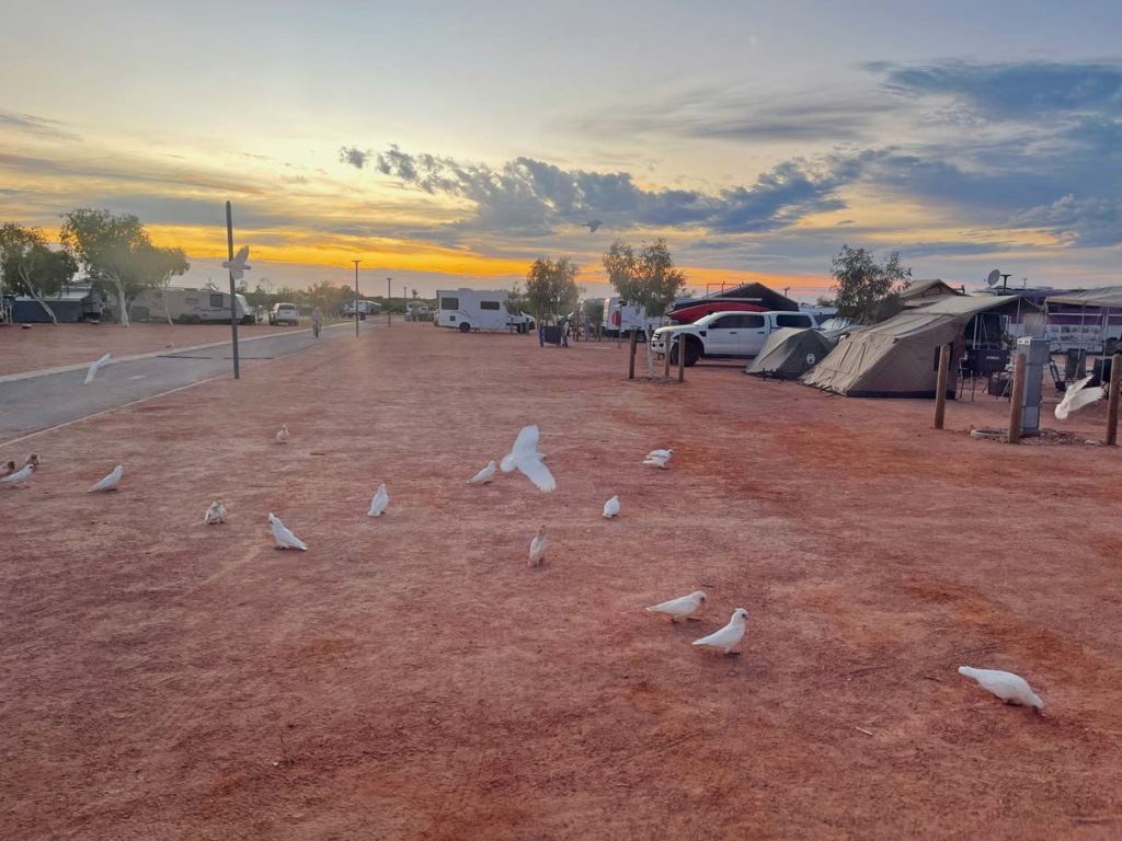 Ultimativer Guide für den Westaustralien Roadtrip viele-weisse-kakadus-fliegen-ueber-rote-erde-auf-campingplatz-in-westaustralien-beim-sonnenuntergang