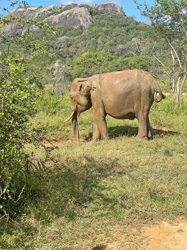 elefanten safari mit kindern sri lanka