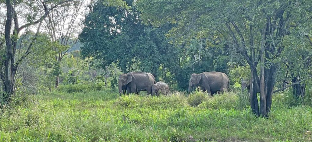 elefanten safari sri lanka rundreise mit kind