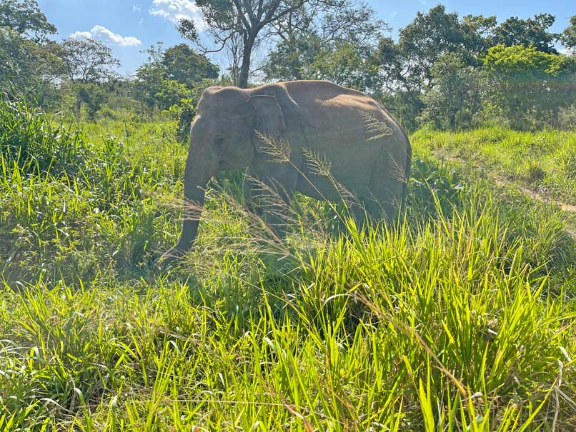 elefanten-tour-sri-lanka-reisetipps