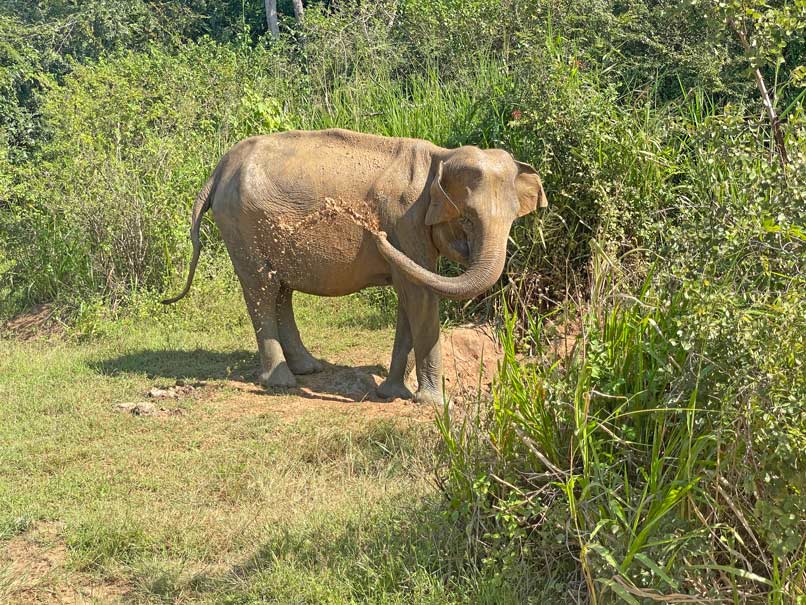 freilebende elefanten sri lanka reisetipps